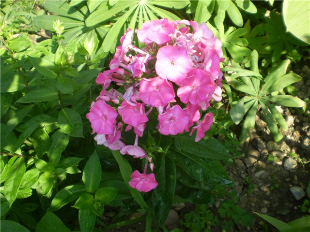 plamenac